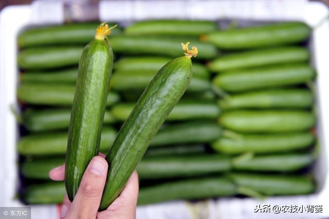 黄瓜种植，如何有效防治靶斑病、霜霉病、细菌性角斑病、炭疽病？