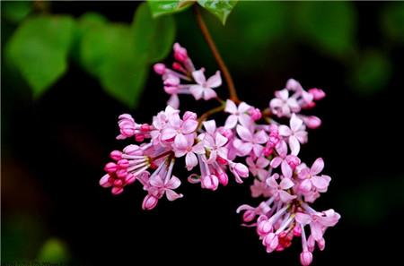 哈尔滨的市花丁香花的养殖方法