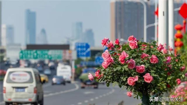 美炸了，绚丽多姿！首条“月季大道”！南京有条路要火了！