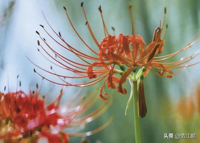 人称“鬼 擎 火”的神秘植物，花叶永不相见，是“病毒剂”的原材料