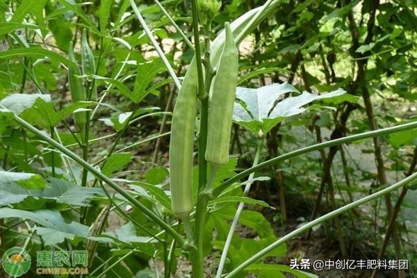 秋葵的种植时间和方法