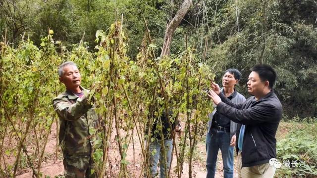 长汀县童坊镇：因地制宜发展“党参”仿野生种植