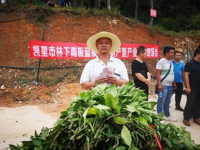 贵州从江县：林下种植板蓝根，“退出”一条致富路