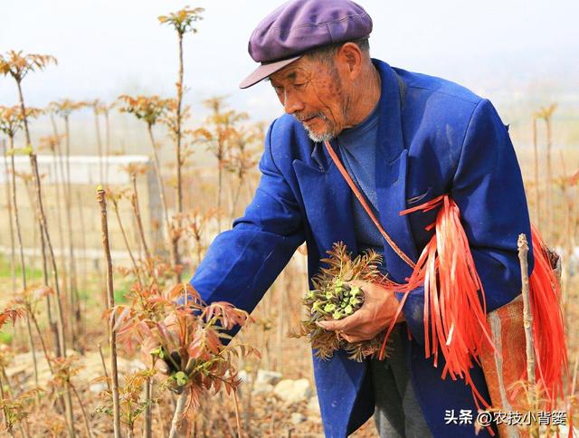 香椿如何繁殖育苗？2种枝条繁殖法、2种根系繁殖法，你选哪种？