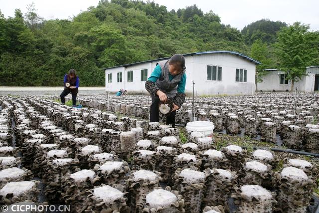 重庆黔江：全桑枝育出“生态食用菌”