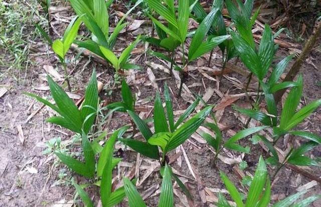 椰子树种植技术管理