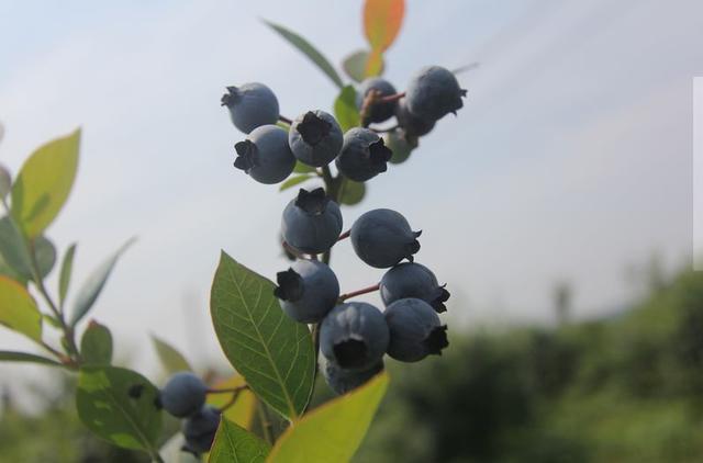 小时候的梦想成真！周末去摘杨梅蓝莓 约不？