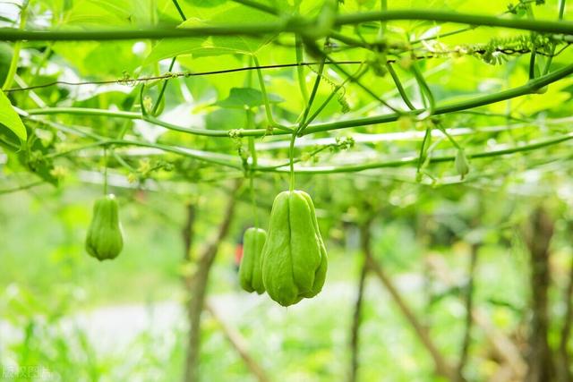 家种佛手瓜，福寿不离家！掌握这8个种植要点，佛手瓜结得挂满架