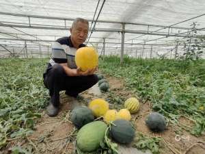 天津哪里西瓜种植基地(小西瓜大市场青岛这里绿皮黄瓤、黄皮红瓤小型西瓜“甜蜜”上市)