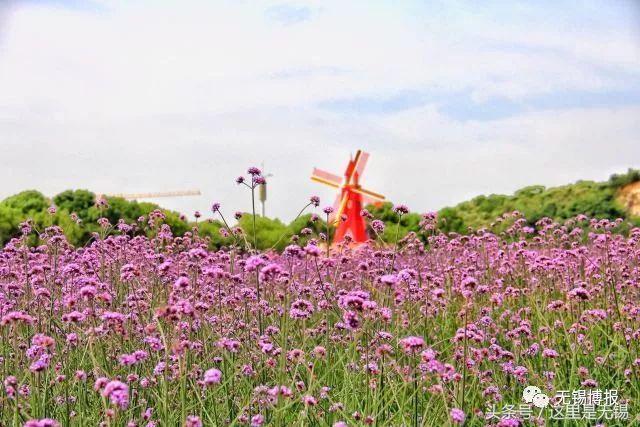 500亩薰衣草提前绽放，这片紫色花海无锡人不能错过