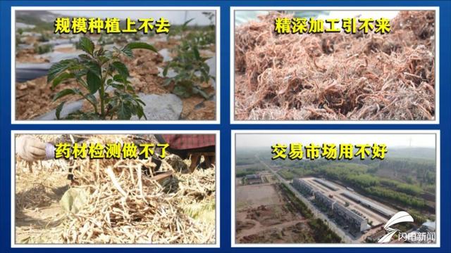 问政山东｜中药材生产基地“一等品质三流价格” 日照市：以龙头企业带动区域品牌 让种植户增产又增收