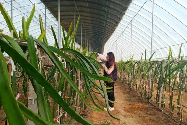 农民种植火龙果 日子越过越红火