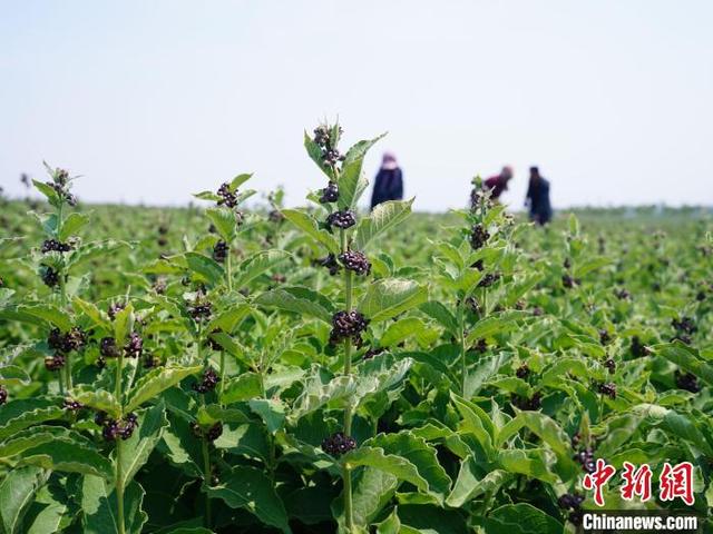 河北秦皇岛：中草药种植让岭坡地变身“聚宝盆”