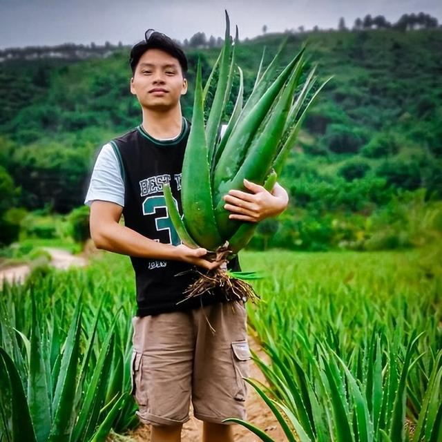 夜间“造氧气”的10种植物，卧室养“睡眠旺”！