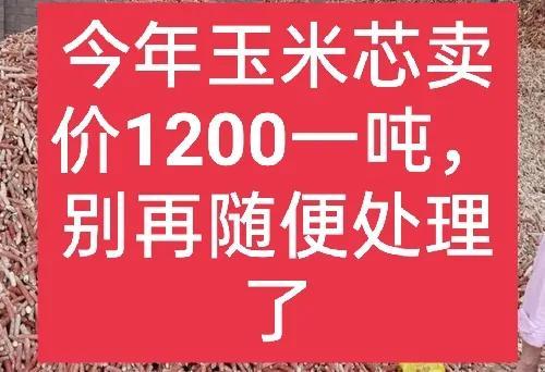 玉米芯能卖一千多块钱一吨？有什么用途呢？一文说清