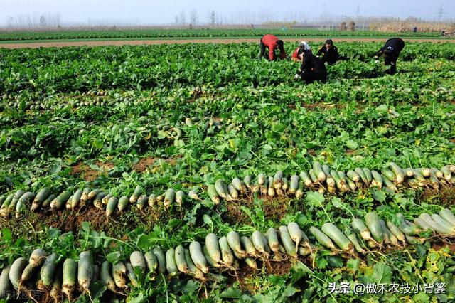 秋季萝卜种植正当时，萝卜这样种植个头大、产量高，不烂根不糠心