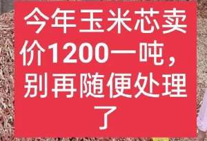 玉米芯种植食用菌(玉米芯能卖一千多块钱一吨？有什么用途呢？一文说清)