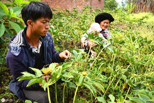 想种植中药材，但不知道种什么？这里有答案