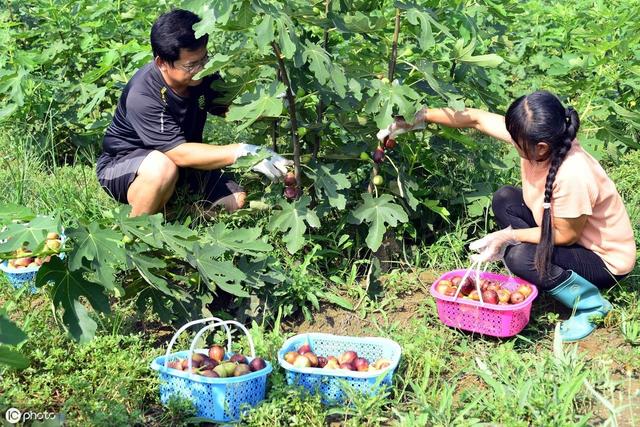 庭院中栽培无花果，没办法赏花却可以尝鲜，但栽培要管好这些事项