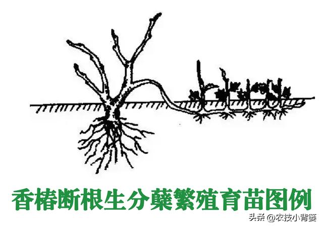 香椿如何繁殖育苗？2种枝条繁殖法、2种根系繁殖法，你选哪种？