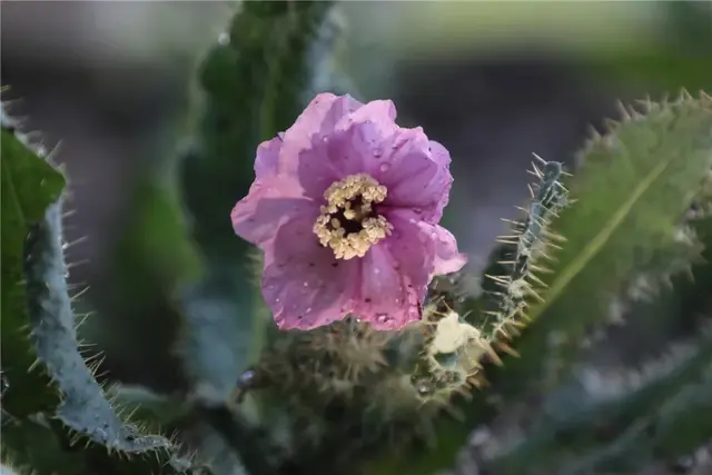 “高原美人”绿绒蒿首次平原露地栽培开花，快来北京植物园一睹风采