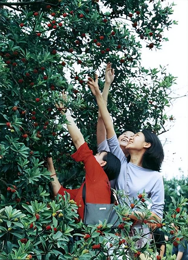 中国最好吃的杨梅，都藏在浙江这些小山村里