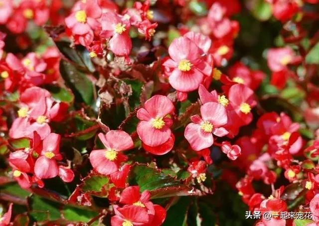 8月种上4种漂亮花，好养好看长势旺，轻松开成小花园