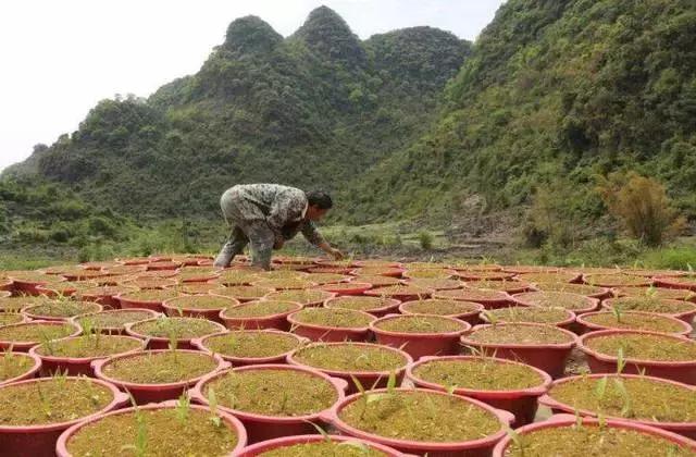 中药材行业为什么会迎来种植热潮？前景虽好，种植仍需谨慎