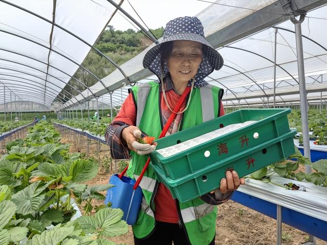 这里，夏季草莓别样甜！