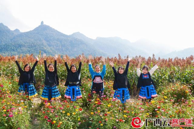 河池南丹：五百亩高粱地成为网红打卡热点