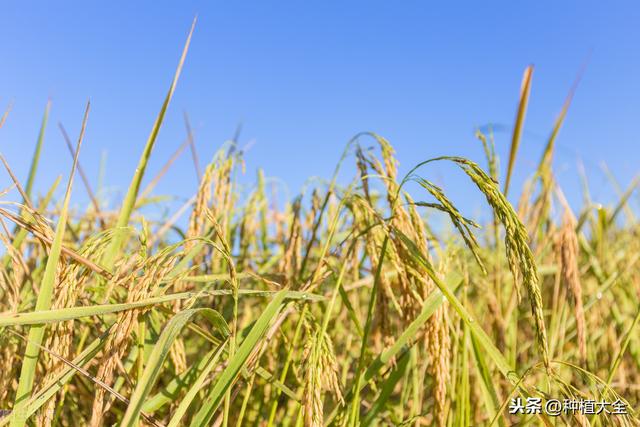 豫南粳稻丰产栽培技术，科学措施很重要，几个问题要上心