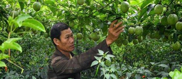 百香果种植技术与管理