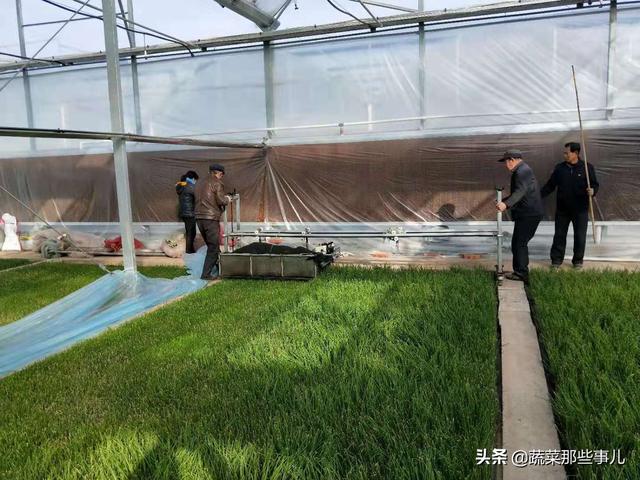 大葱种植用工少、效率高！看安丘大葱如何实现全程机械化生产