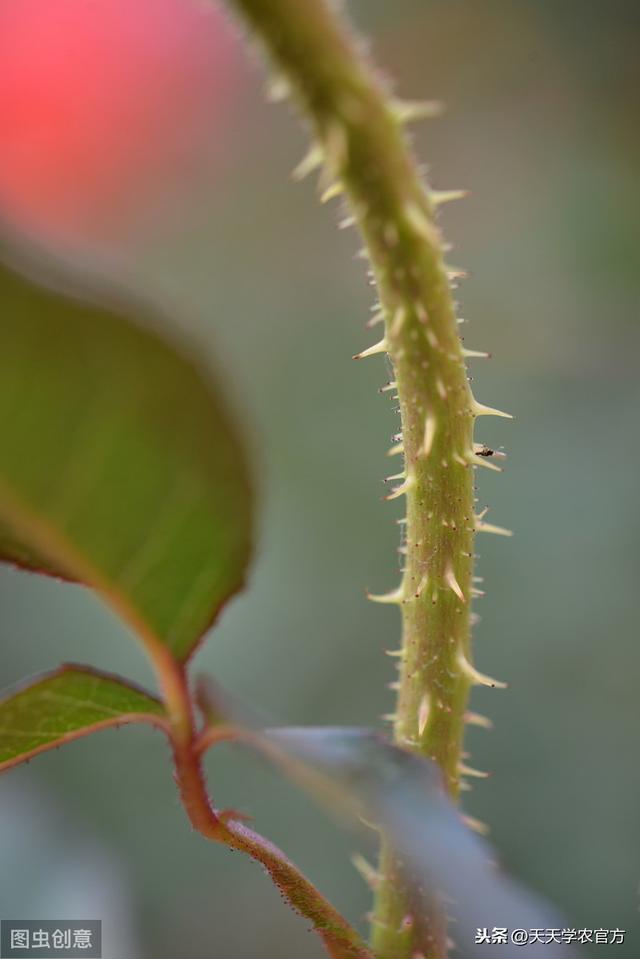 静止的植物，凭什么能活得比恐龙久？它的逆境生存法则，太强大