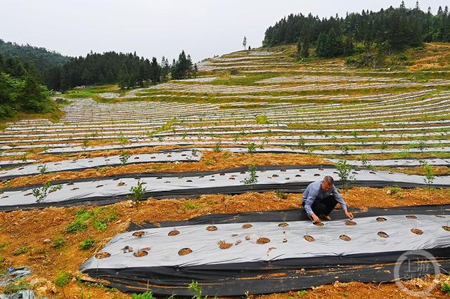 重庆酉阳：天冬种植托起群众增收致富梦