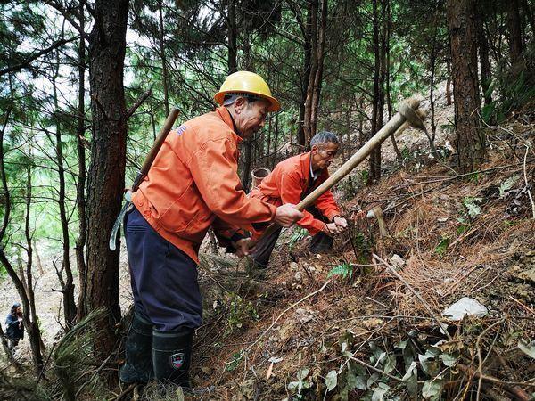 剑河岑松：秋冬种植热 林下产业兴