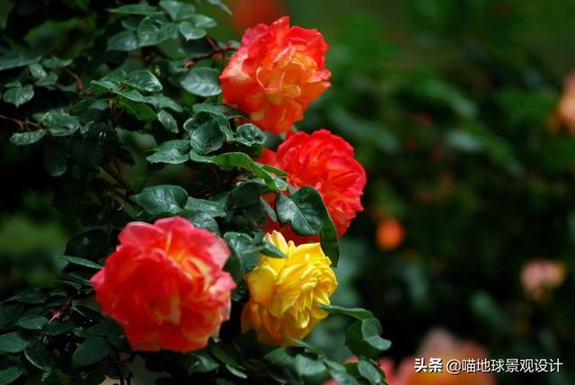 10种适合北方庭院种植的花镜植物