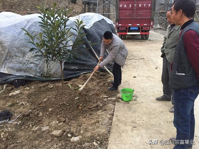 枇杷生长管理五大点，轻轻松松亩产上万元