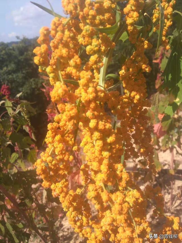 台湾藜麦种植地块整理和播种量与密度