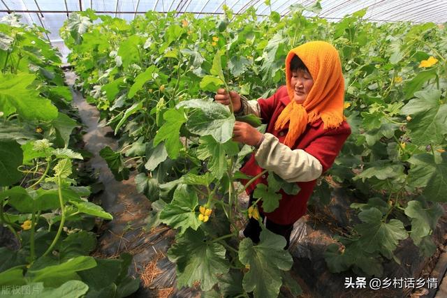 种植蔬菜用好这5个土方法，防病增产又好吃，效果神奇