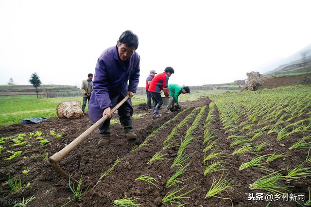 富硒香葱怎么种植才能高产？记住这些要点，一年四季都是采收旺季