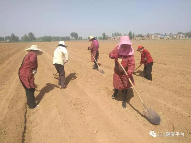 你知道正宗河南温县铁棍山药是怎么种植的吗？正确打开方式