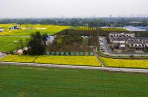 四川大蒜种植技术(“西部蒜乡”有点忙，明年3-5月收蒜苔、种蒜了)