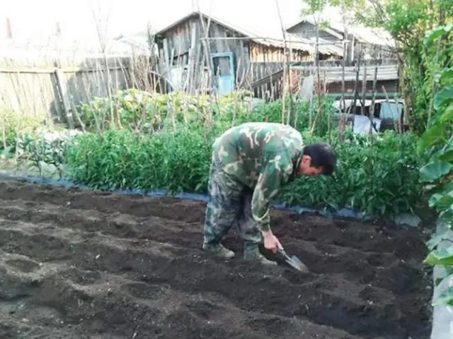 种植白菜有技巧，掌握好这几点，出苗快、包心好、产量高