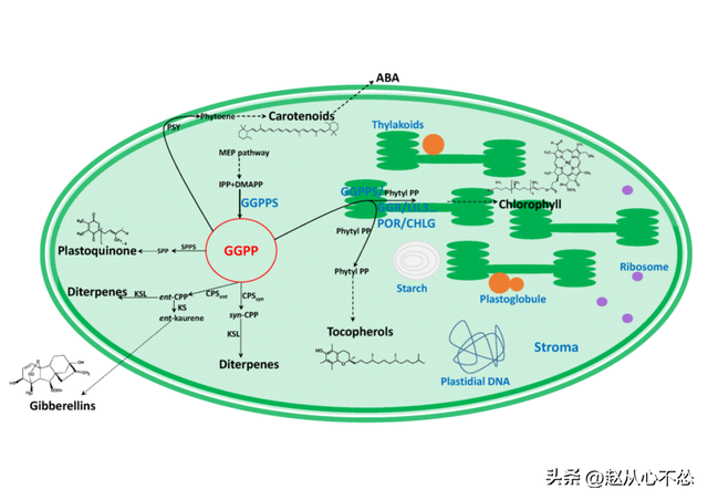 低温下，为什么V2（BR-16）是最适合种植的波罗水稻品种？