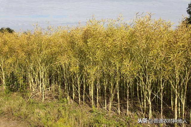 油菜的种植时间及种植方法，油菜施肥技术的技术交流分享