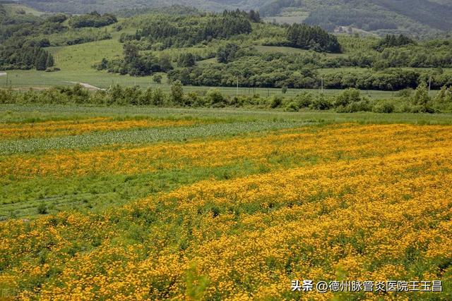 振兴东北，可以加大中药材优质种植产业的投入，以供中医治病之需