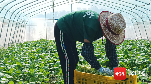 每天供应两三千斤蔬菜 琼海嘉积镇大礼村大宗洋大棚菜喜获丰收