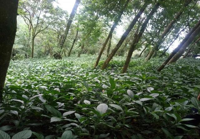 贵州从江县：林下种植板蓝根，“退出”一条致富路