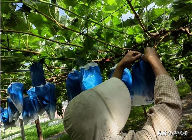 探析西安鄠邑区阳光玫瑰葡萄高效栽培技术